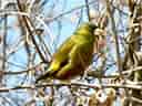 鳥類図鑑・カワラヒワの写真 10
